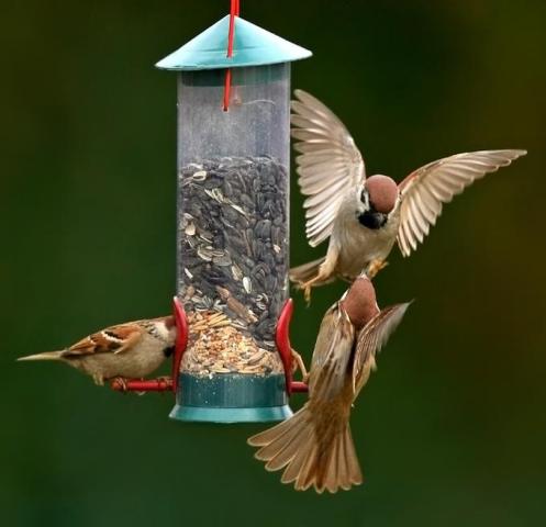 Beautiful Birds on Most Beautiful Birds Of The World