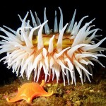 White Anemone and Sea Star