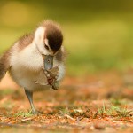 Adorable Animals Photos That Amaze You