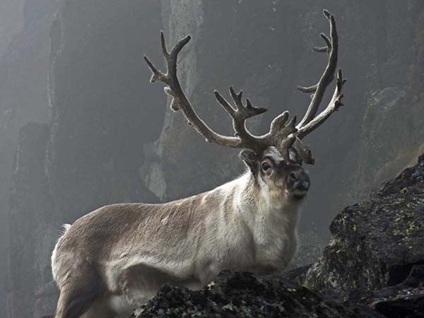 30-Reindeer in the Mist