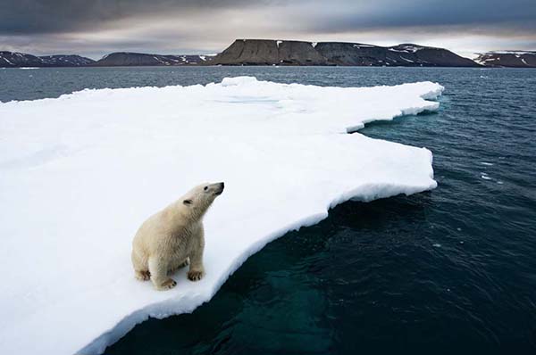 Polar Bear, Svalbard, Norway