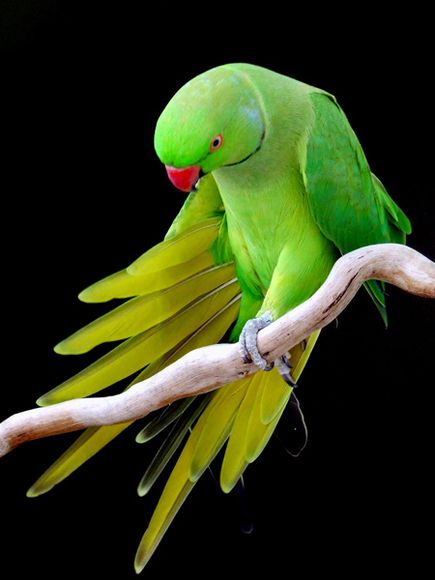 world beautiful birds images