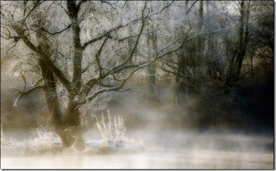 foggy-photography-10