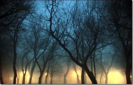 foggy-photography-17