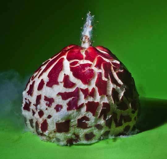 Exploding Fruits and Vegetables
