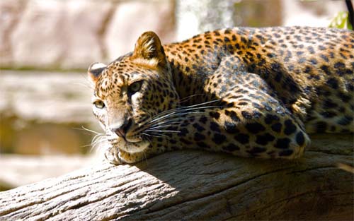 Lazing Leopard