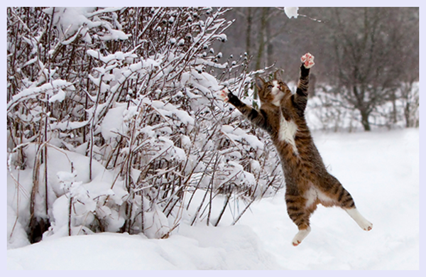 Catch the snow by Vinni Bruhn