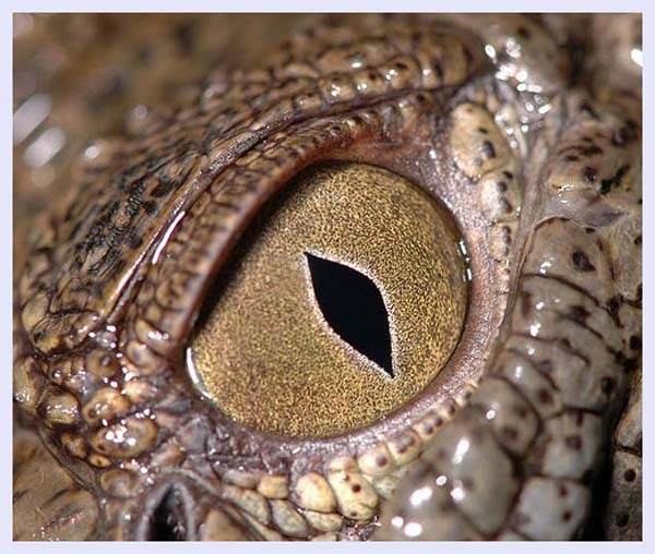 Crocodile eye by Abdullah Alshatti