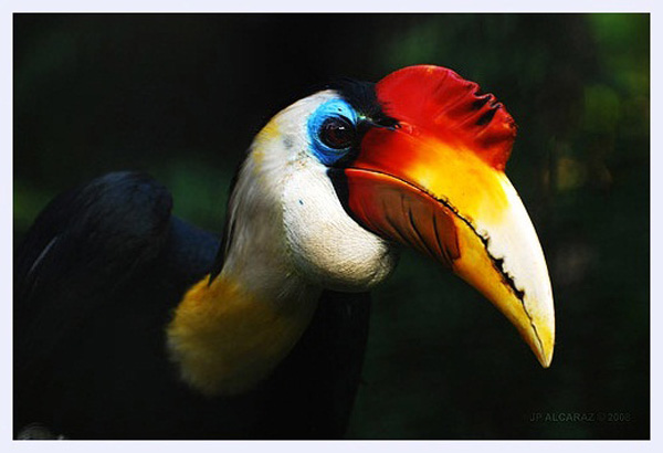 Billy hornbill by Jester alcaraz