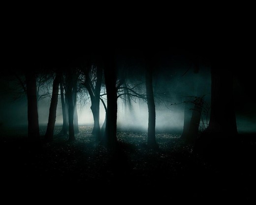 Forest trees scenery fog dark forest night