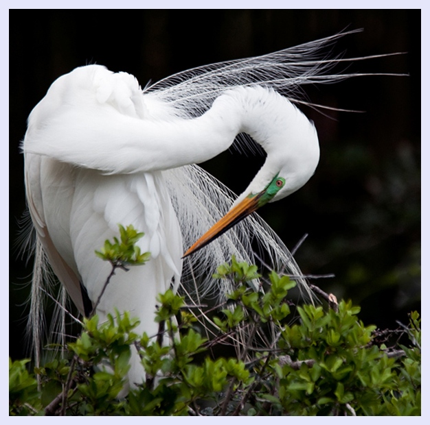 Preening by Jeff Milsteen