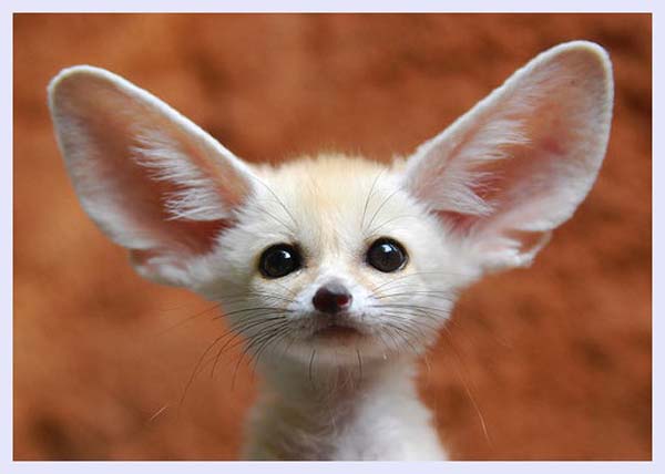 Fennec fox by Floridapfe