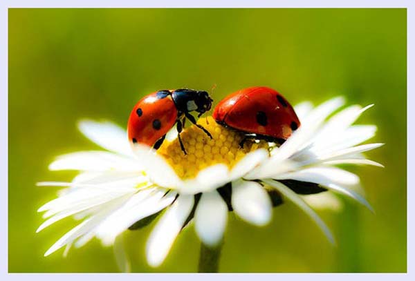 Lady bird by Valentin