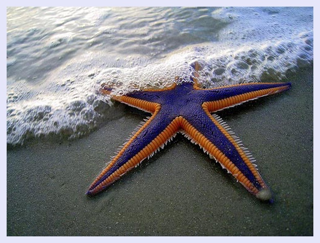 Purple and Orange Starfish on the Beach by Mark Walz