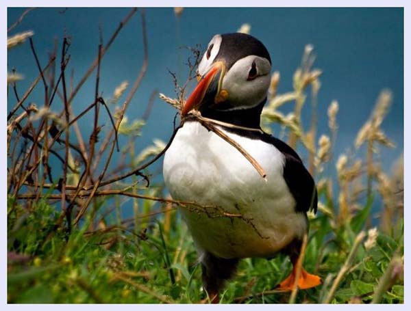 Puffin skomer island by Nathaniel gonzales