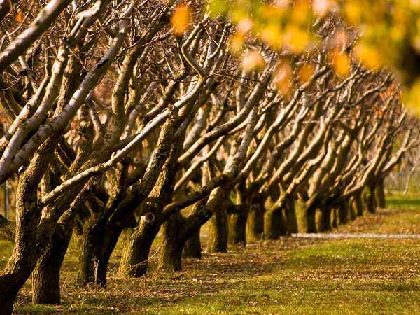 Autumn Trees 