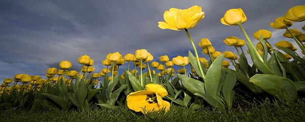 Yellow Flowers