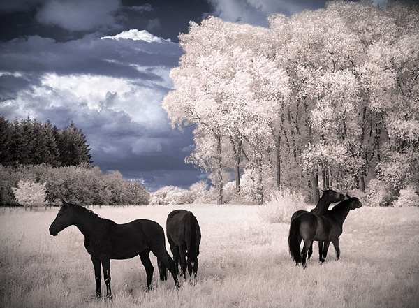 infrared photography people