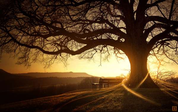 Tree Hugger by Pete Harrison 