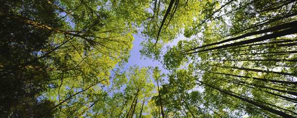  Treetops - Michaux State Forest by Chicken Wire