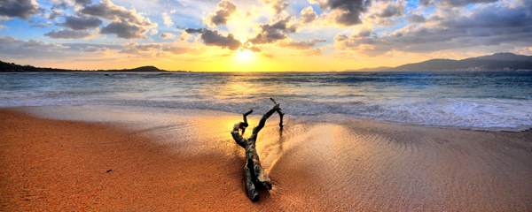 Wood At The Beach