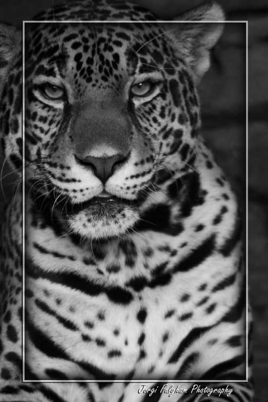 Tiger Black and white photography