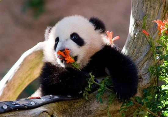 cute panda baby eating