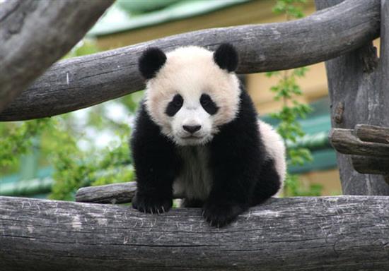 fluffy baby pandas