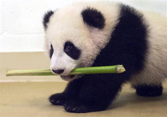 cute panda baby eating